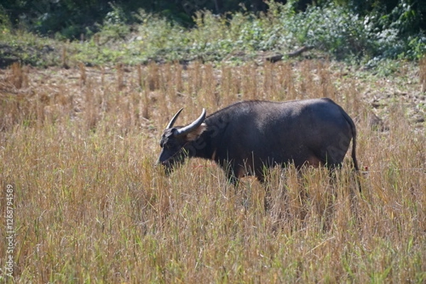 Obraz A water buffalo grazes on straw and rice stubble in a harvested paddy field, evoking the simple agricultural life of the countryside