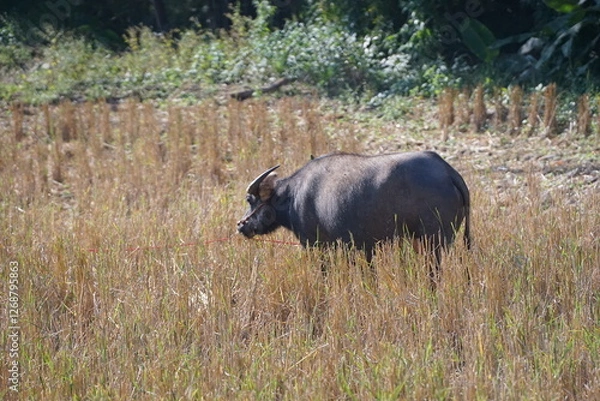 Obraz A water buffalo grazes on straw and rice stubble in a harvested paddy field, evoking the simple agricultural life of the countryside
