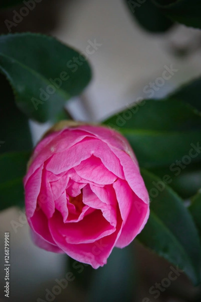 Obraz 美しいピンク色の椿の花の大きな蕾