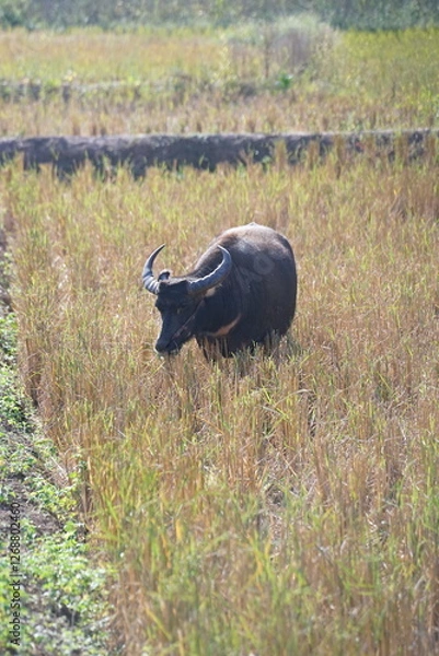 Obraz A water buffalo grazes on straw and rice stubble in a harvested paddy field, evoking the simple agricultural life of the countryside
