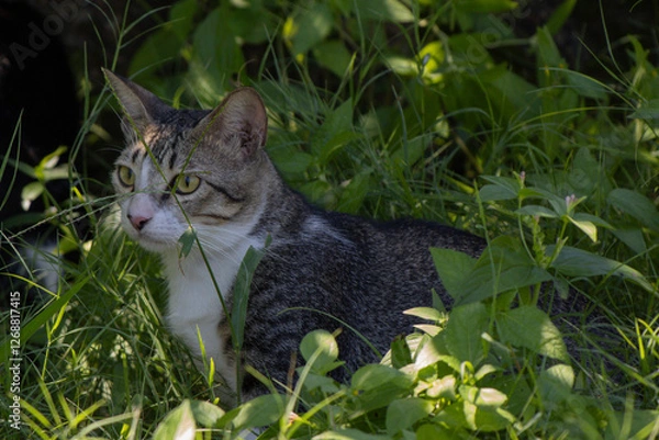 Fototapeta A gray and white cat is lying in the grass, watching something