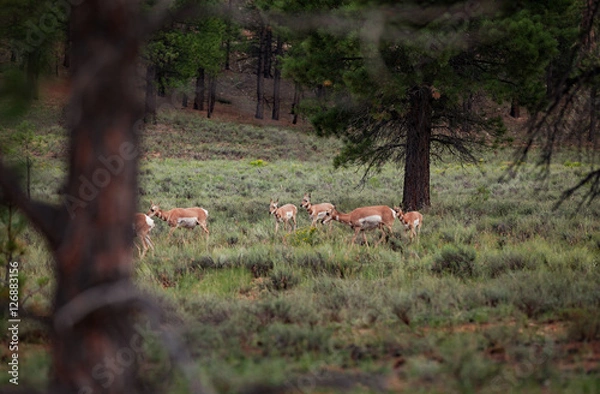 Obraz pronghorn groups