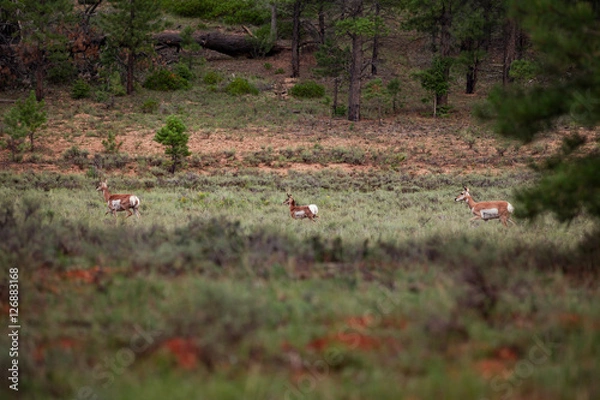 Obraz pronghorn group