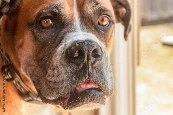 Fototapeta Ralph the Boxer