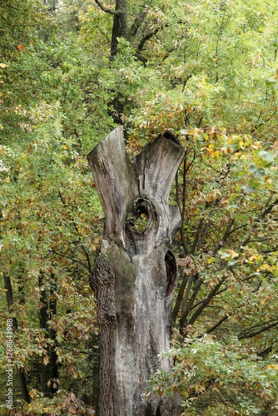 Obraz Ствол дерева