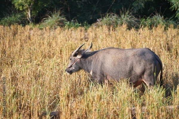 Obraz A water buffalo grazes on straw and rice stubble in a harvested paddy field, evoking the simple agricultural life of the countryside