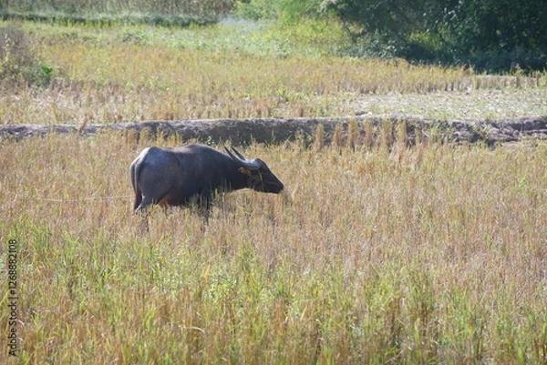 Obraz A water buffalo grazes on straw and rice stubble in a harvested paddy field, evoking the simple agricultural life of the countryside