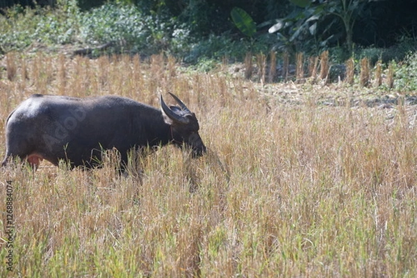 Obraz A water buffalo grazes on straw and rice stubble in a harvested paddy field, evoking the simple agricultural life of the countryside