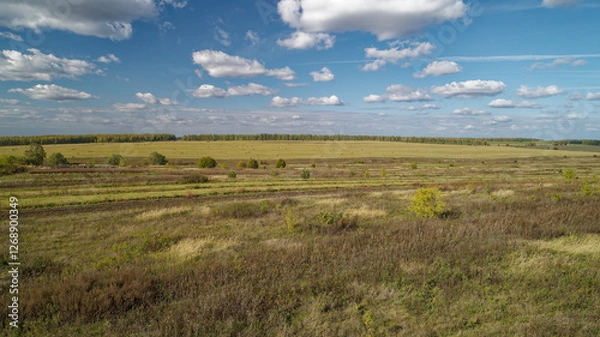 Fototapeta Field of grass with a few trees in the background. Golden colors of a beautiful September forest
