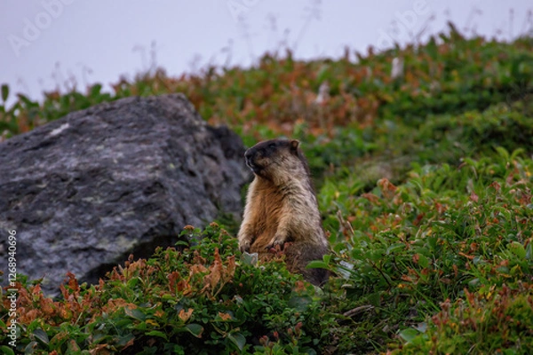Fototapeta marmot in the alps