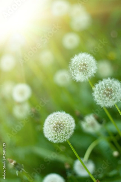 Obraz Dandelions under sun rays