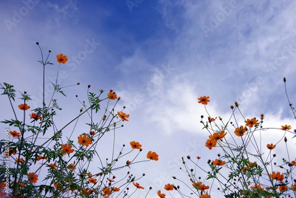 Fototapeta 青空とコスモス
