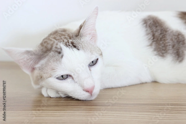 Obraz The cat lay on the wooden table