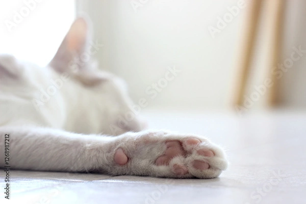Obraz Footpad of foreleg of the cat laying on the floor