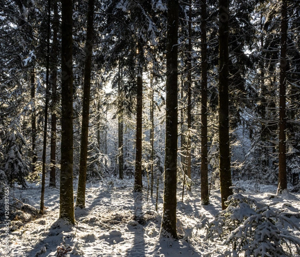 Obraz winter forest in the morning