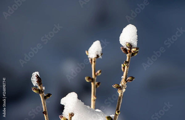 Obraz snow covered branches