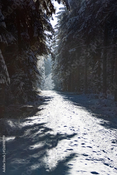 Obraz Droga w zimowym lesie