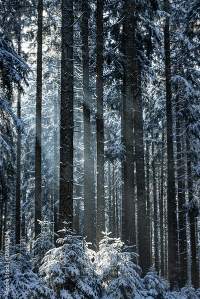 Obraz snow covered trees