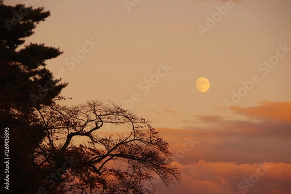 Fototapeta 夕方の月と松