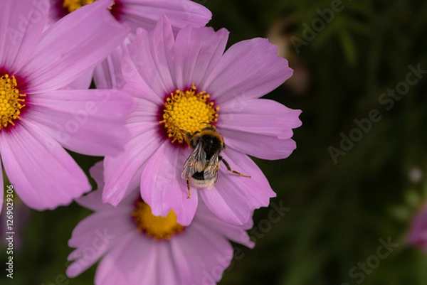 Obraz bee on a flower