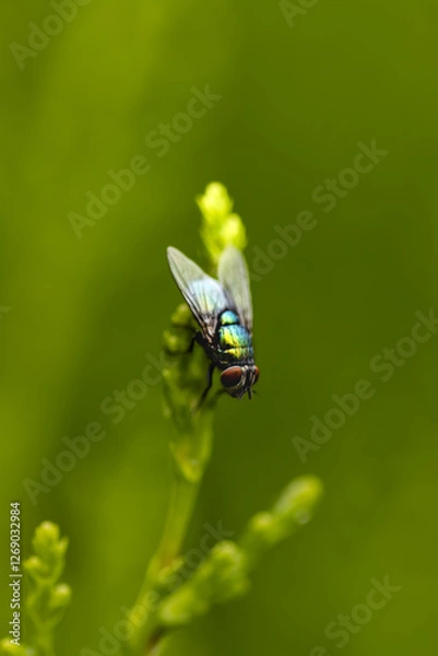 Obraz Fly on the green grass