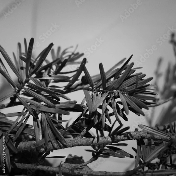 Obraz christmas tree decoration