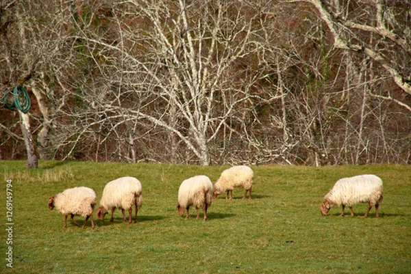 Fototapeta Sheep grazing on a lush green meadow in the scenic landscapes of Asturias, Spain
