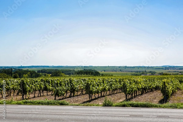 Obraz A road with a field of grape vines on the side in France. The road is paved and has a white line down the middle