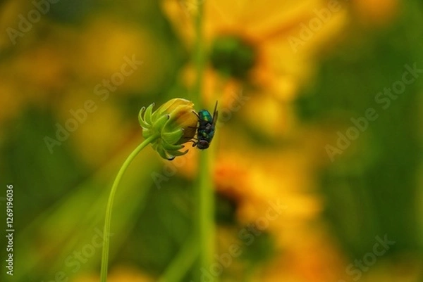 Fototapeta Macro closeup of a small black bug, a beetle insect, on a yellow flower petal in nature