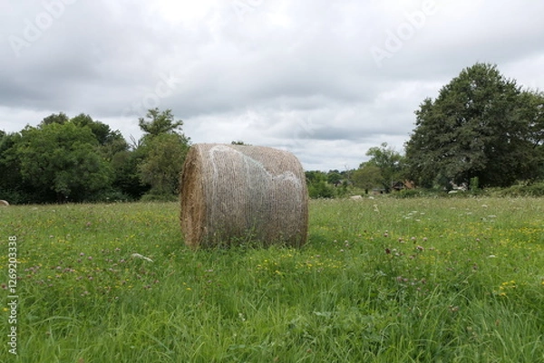 Fototapeta A round hay bale resting in a green field with clover, buttercups, and wildflowers.
