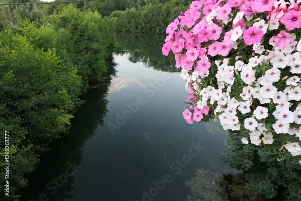 Fototapeta Clusters of pink and white petunias spill over the edge of a railing, overlooking a calm canal. 