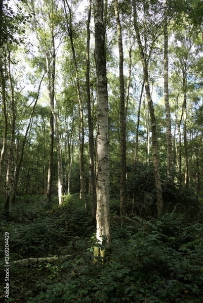 Fototapeta A tall beech tree stands proudly in the beach forest, its smooth, silvery bark gleaming in the dappled sunlight.