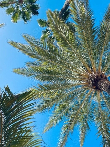 Obraz Palmtree 