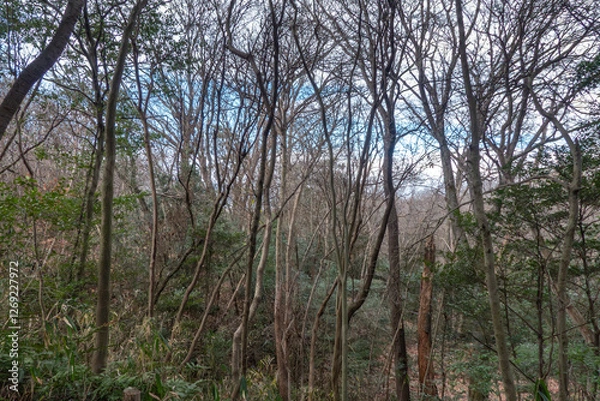 Obraz 冬の野山をハイキング