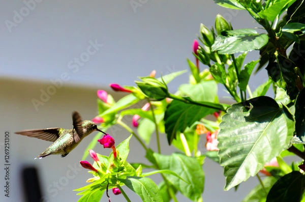Obraz Ruby treated hummingbird on sunny afternoon