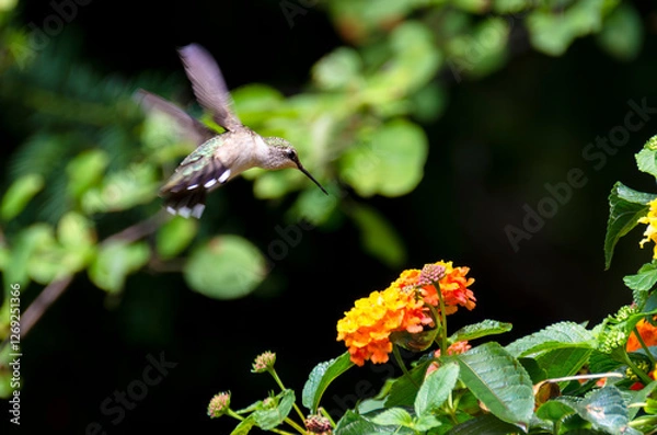 Obraz Ruby treated hummingbird on sunny afternoon