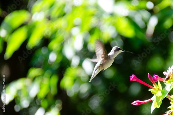 Obraz Ruby treated hummingbird on sunny afternoon