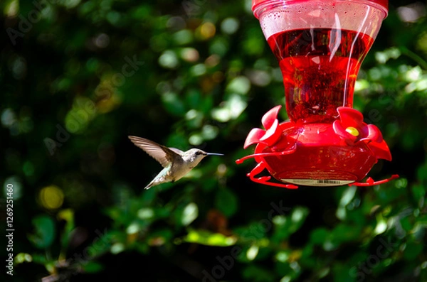 Obraz Ruby treated hummingbird on sunny afternoon