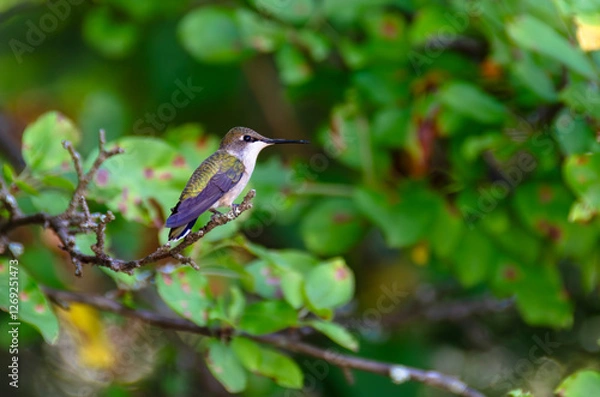 Obraz Ruby treated hummingbird on sunny afternoon