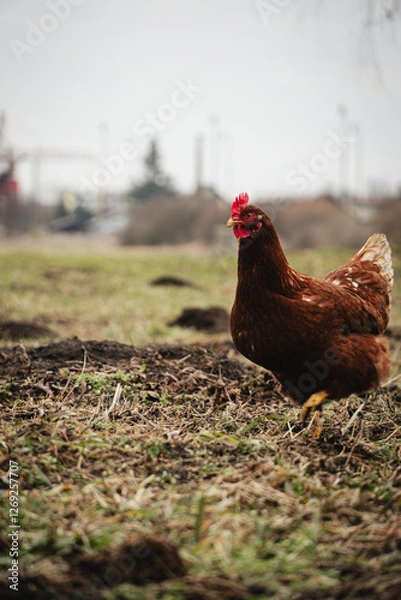 Fototapeta free range chickens