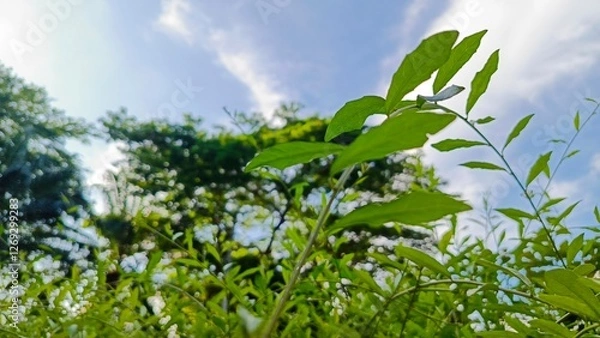 Fototapeta Lush green leaves bask in sunlight under a clear blue sky, symbolizing nature's vitality and serenity