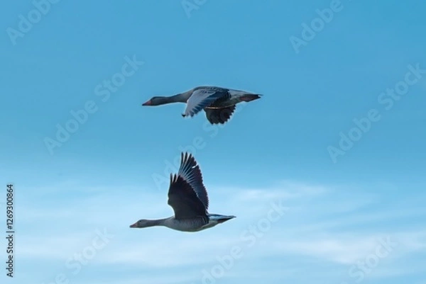 Obraz Graugänse im Flug