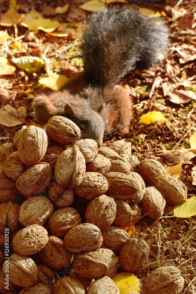 Obraz Wintervorrat, h.