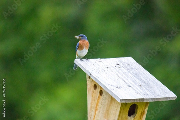 Fototapeta Eastern Blue 