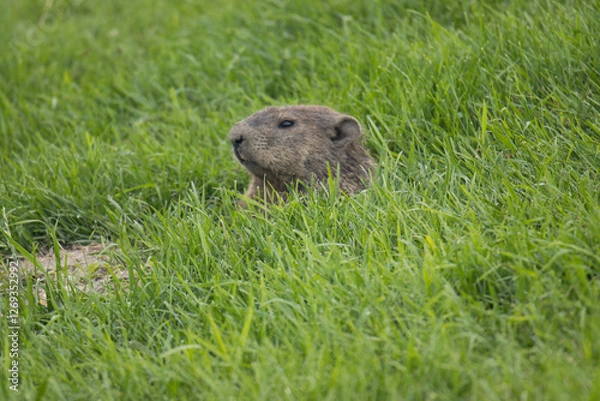 Fototapeta Groundhog having a Peak