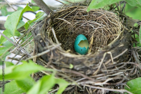 Fototapeta Recently Hatched