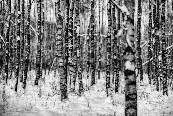 Obraz Brzozowy zagajnik zimą