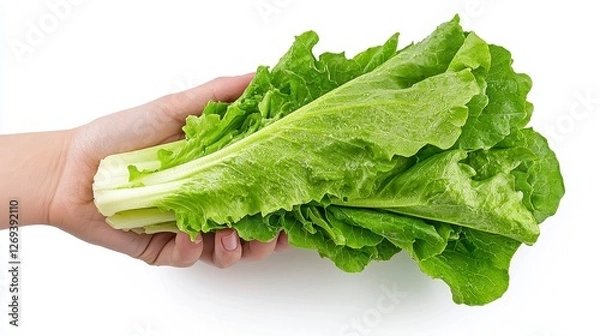 Obraz Fresh Green Lettuce Held in Hand