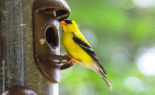 Fototapeta Little Yellow birds - American Goldfinches (Spinus tristis) feeding at a seed feeder as they migrate to make their new homes.