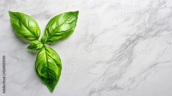 Obraz Fresh Basil Leaves on Marble Background